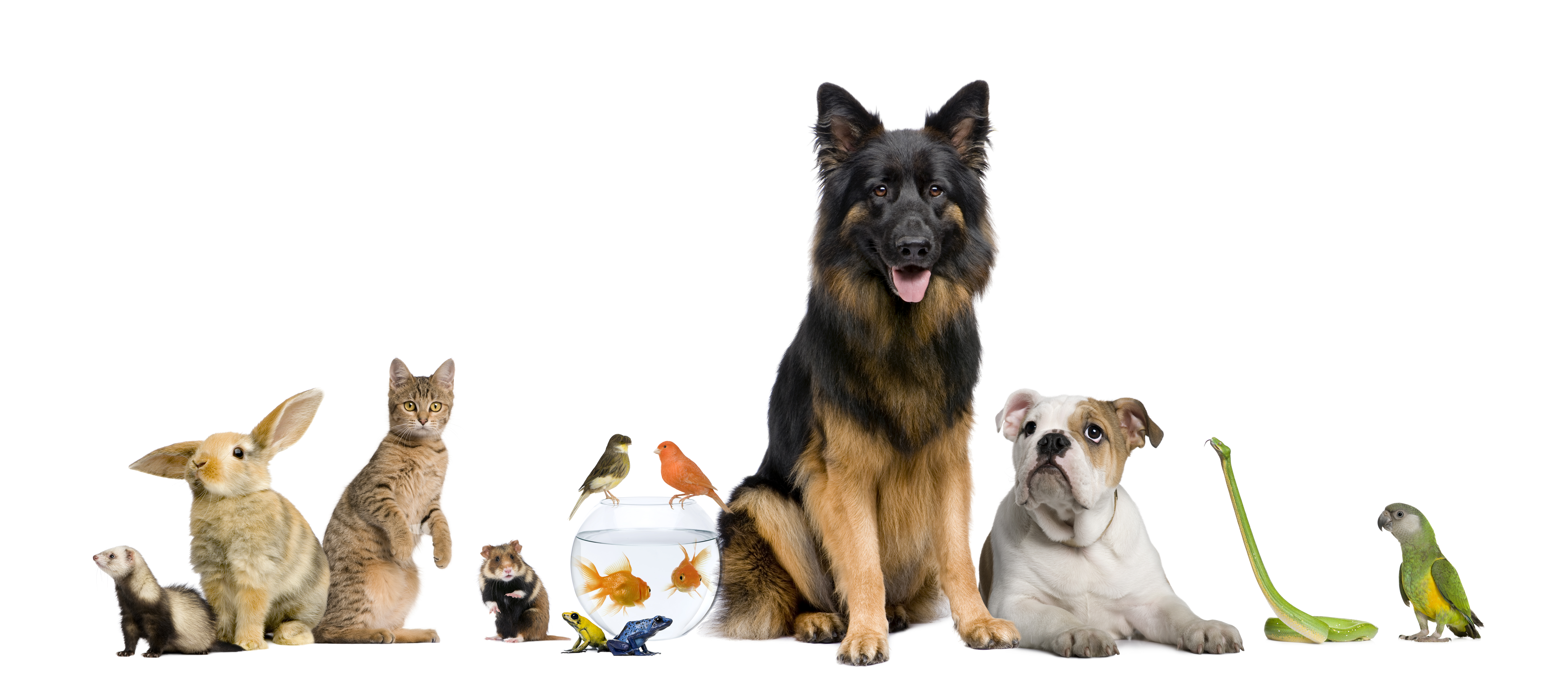Veterinary Compounding Pharmacy, Pet Compounding Pharmacy